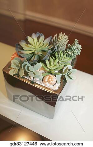 Houseplant on a table View Large Photo Image Stock Photograph - Houseplant on a table. Fotosearch