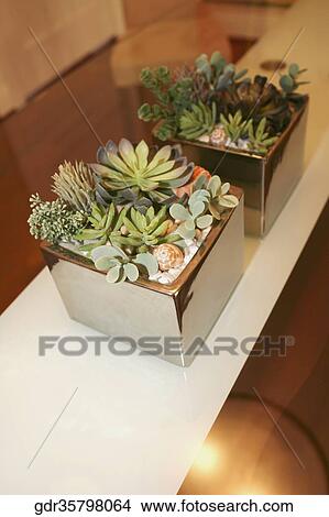 Houseplants on a table View Large Photo Image Picture - Houseplants on a table. Fotosearch