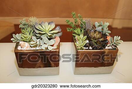 Houseplants on a table View Large Photo Image Stock Image - Houseplants on a table. Fotosearch