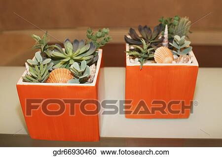 Houseplants on a table View Large Photo Image Stock Image - Houseplants on a table. Fotosearch