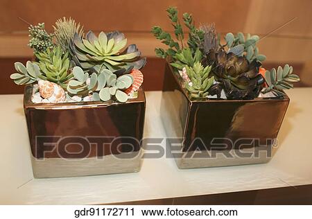 Houseplants on a table View Large Photo Image Stock Image - Houseplants on a table. Fotosearch