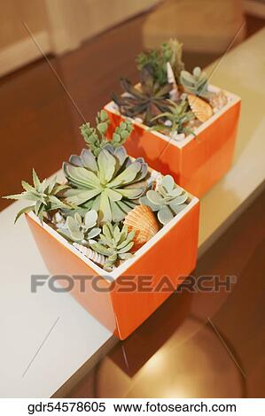 Houseplants on a table View Large Photo Image Stock Photography - Houseplants on a table. Fotosearch
