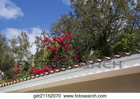 Low angle view of a roof of a house View Large Photo Image Stock Image - Low angle view of a roof of a house. Fotosearch