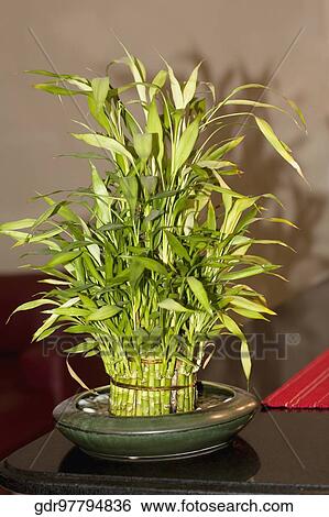 Lucky bamboo on a kitchen counter View Large Photo Image Stock Photograph - Lucky bamboo on a kitchen counter. Fotosearch