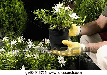 Man holding a potted plant in a greenhouse View Large Photo Image Stock Photography - Man holding a potted plant in a greenhouse. Fotosearch