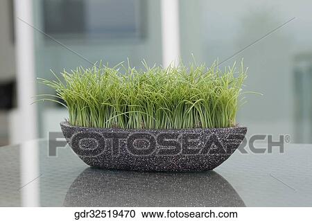 Pot of wheat grass on a table View Large Photo Image Stock Image - Pot of wheat grass on a table. Fotosearch