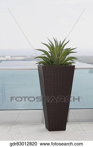 Potted plant in the balcony of a house View Large Photo Image Stock Image - Potted plant in the balcony of a house. Fotosearch