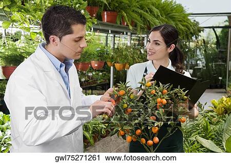 Scientist examining a plant in a greenhouse View Large Photo Image Stock Image - Scientist examining a plant in a greenhouse. Fotosearch