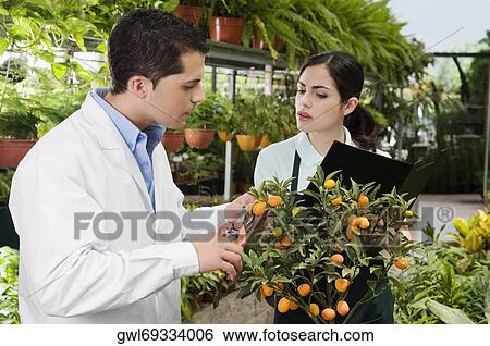 Scientist examining a plant in a greenhouse View Large Photo Image Stock Photograph - Scientist examining a plant in a greenhouse. Fotosearch