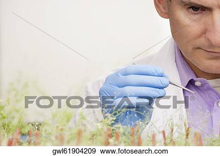 Scientist researching on plants in a laboratory View Large Photo Image Stock Photo - Scientist researching on plants in a laboratory. Fotosearch