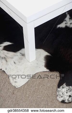 Table on an animal skin rug in a living room View Large Photo Image Stock Photo - Table on an animal skin rug in a living room. Fotosearch