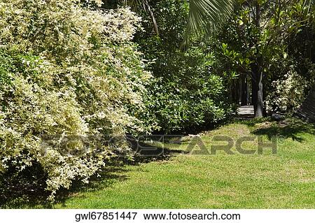Trees in a park View Large Photo Image Stock Photo - Trees in a park. Fotosearch