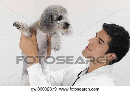 Stock Photo - Vet carrying a dog. Fotosearch