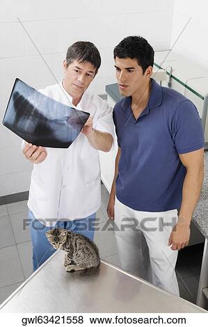 Vet examining a cat's x-ray View Large Photo Image Stock Photo - Vet examining a cat's x-ray. Fotosearch
