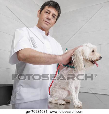 Vet examining a dog on an examination table View Large Photo Image Stock Image - Vet examining a dog on an examination table. Fotosearch