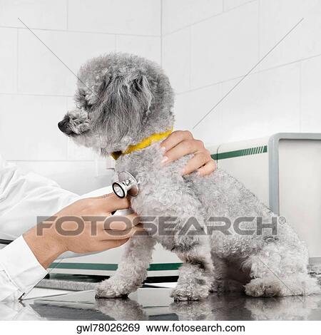Vet examining a dog with a stethoscope View Large Photo Image Stock Photo - Vet examining a dog with a stethoscope. Fotosearch