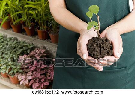 Woman holding a sapling in a greenhouse View Large Photo Image Stock Image - Woman holding a sapling in a greenhouse. Fotosearch