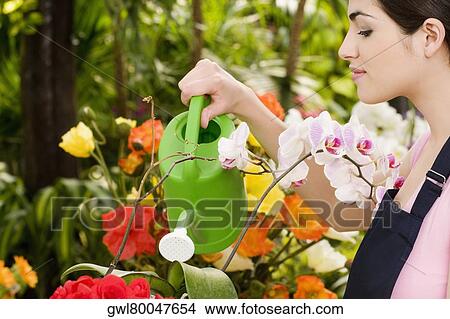 Woman watering plants in a greenhouse View Large Photo Image Picture - Woman watering plants in a greenhouse. Fotosearch