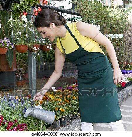 Woman watering plants in a greenhouse View Large Photo Image Stock Photo - Woman watering plants in a greenhouse. Fotosearch