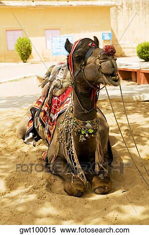 Close-up of a camel sitting, Jaigarh Fort, Jaipur, Rajasthan, India View Large Photo Image Stock Photography - Close-up of a camel sitting, Jaigarh Fort, Jaipur, Rajasthan, India. Fotosearch