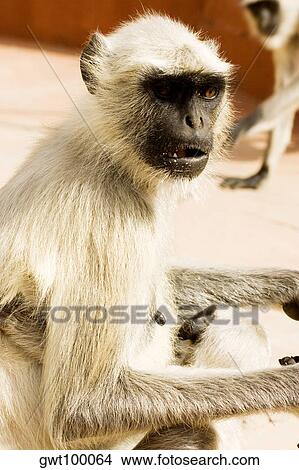 Close-up of a monkey, Jaigarh Fort, Jaipur, Rajasthan, India View Large Photo Image Picture - Close-up of a monkey, Jaigarh Fort, Jaipur, Rajasthan, India. Fotosearch