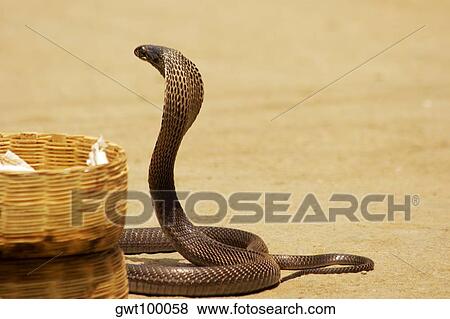 Side profile of a cobra, Pushkar, Rajasthan, India View Large Photo Image Stock Photo - Side profile of a cobra, Pushkar, Rajasthan, India. Fotosearch