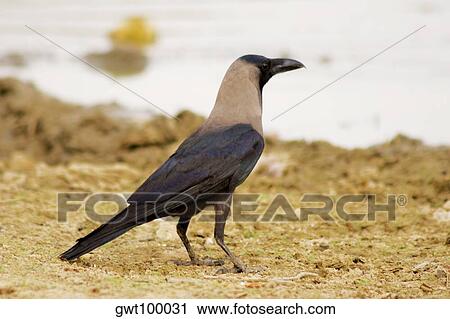 Side profile of a crow, Gadi Sagar, Jaisalmer, Rajasthan, India View Large Photo Image Stock Image - Side profile of a crow, Gadi Sagar, Jaisalmer, Rajasthan, India. Fotosearch