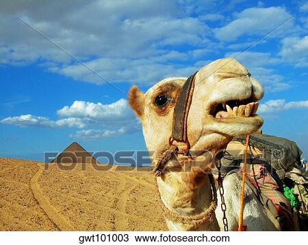 Close-up of a camel View Large Photo Image Stock Image - Close-up of a camel. Fotosearch