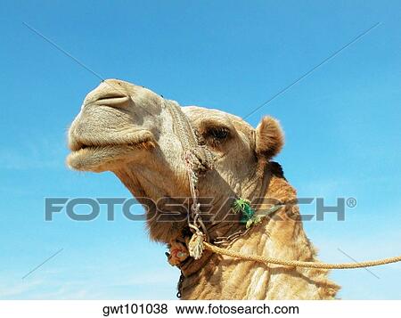 Low angle view of a camel View Large Photo Image Stock Photo - Low angle view of a camel. Fotosearch