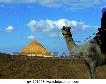 Person on a camel in front of a pyramid, Bent Pyramid, Dashur, Egypt View Large Photo Image Stock Photo - Person on a camel in front of a pyramid, Bent Pyramid, Dashur, Egypt. Fotosearch