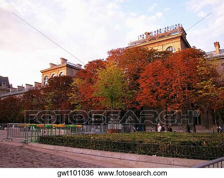 Stock Photograph - Trees along a road, Paris, France. Fotosearch