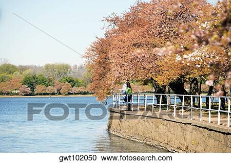 Cherry trees around the Tidal Basin, Washington DC, USA View Large Photo Image Stock Image - Cherry trees around the Tidal Basin, Washington DC, USA. Fotosearch
