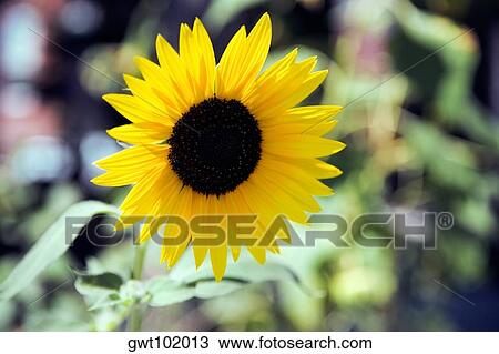 Close-up of sunflowers (Helianthus Annuus), Washington DC, USA View Large Photo Image Stock Image - Close-up of sunflowers (Helianthus Annuus), Washington DC, USA. Fotosearch