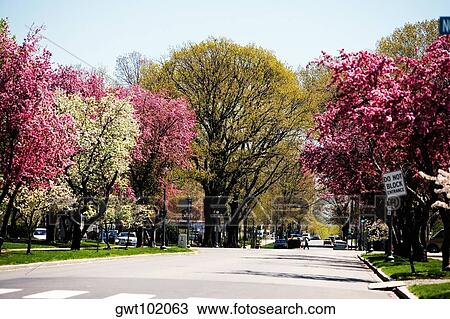 Trees along a road, Washington DC, USA View Large Photo Image Stock Image - Trees along a road, Washington DC, USA. Fotosearch