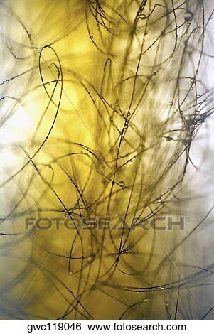 Close-up of dew drops on wires View Large Photo Image Stock Photograph - Close-up of dew drops on wires. Fotosearch
