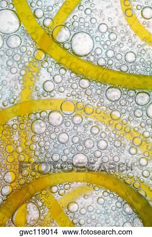 Close-up of plastic rings in a glass of water View Large Photo Image Picture - Close-up of plastic rings in a glass of water. Fotosearch