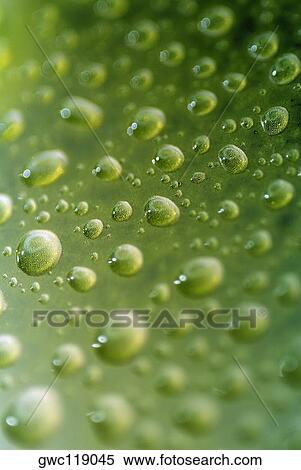 Stock Photography - Close-up of water drops on a surface. Fotosearch