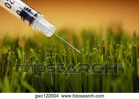 Close-up of a syringe over grass View Large Photo Image Picture - Close-up of a syringe over grass. Fotosearch