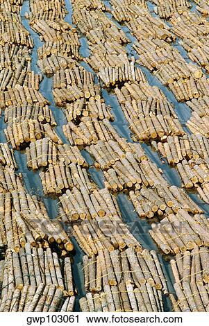 High angle view of logs floating on water, Baltic Sea, Finland View Large Photo Image Stock Image - High angle view of logs floating on water, Baltic Sea, Finland. Fotosearch