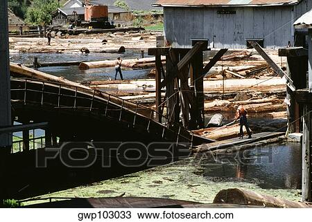 Logs floating on water, Pacific Lumber Company, Scotia, California, USA View Large Photo Image Stock Image - Logs floating on water, Pacific Lumber Company, Scotia, California, USA. Fotosearch