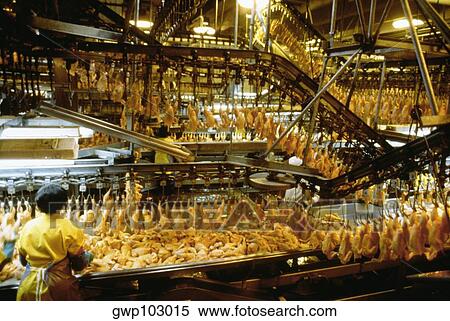 Stock Photography - Rear view of a woman working in chicken processing plant, Lewiston, North Carolina, USA. Fotosearch