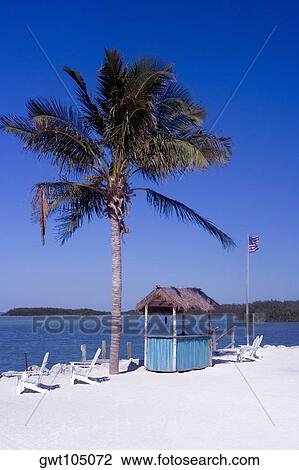Adirondack chairs on the beach near a palm tree, Miami, Florida, USA View Large Photo Image Stock Image - Adirondack chairs on the beach near a palm tree, Miami, Florida, USA. Fotosearch