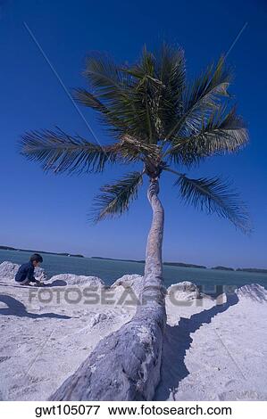 Boy playing on the beach near a palm tree, South Beach, Miami, Florida, USA View Large Photo Image Stock Photo - Boy playing on the beach near a palm tree, South Beach, Miami, Florida, USA. Fotosearch