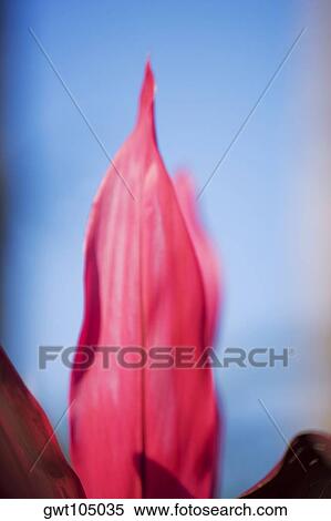 Close-up of a leaf View Large Photo Image Stock Photography - Close-up of a leaf. Fotosearch