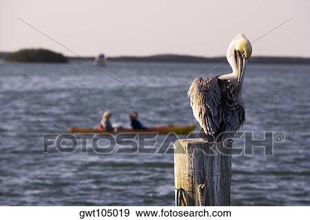 Close-up of a pelican perching on a wooden post View Large Photo Image Stock Photo - Close-up of a pelican perching on a wooden post. Fotosearch