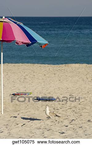 High angle view of a bird on the beach, Miami, Florida, USA View Large Photo Image Stock Photography - High angle view of a bird on the beach, Miami, Florida, USA. Fotosearch