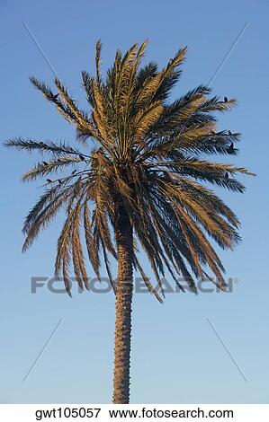 Low angle view of a palm tree, Miami, Florida, USA View Large Photo Image Stock Photo - Low angle view of a palm tree, Miami, Florida, USA. Fotosearch
