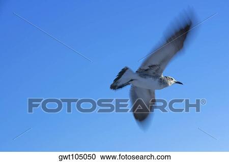 Low angle view of a seagull flying View Large Photo Image Stock Image - Low angle view of a seagull flying. Fotosearch