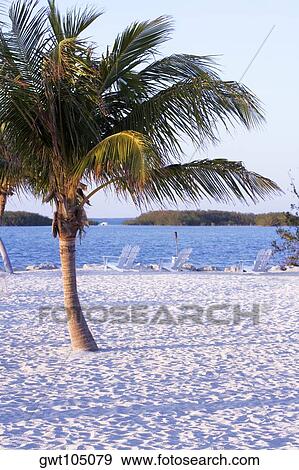 Palm tree on the beach, Miami, Florida, USA View Large Photo Image Stock Photo - Palm tree on the beach, Miami, Florida, USA. Fotosearch