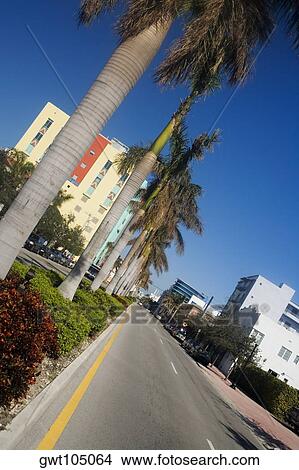 Palm trees along an empty street, Miami, Florida, USA View Large Photo Image Picture - Palm trees along an empty street, Miami, Florida, USA. Fotosearch